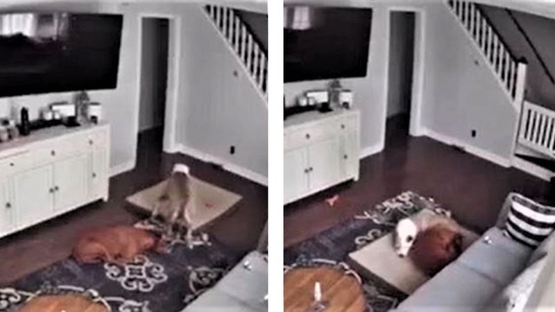 Ukryta kamera ujawniła, co zrobił pies ze swoim chorym bratem