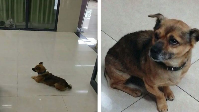 Wierny pies czeka w szpitalu, aż jego pan w końcu wróci. Nie wie, że zmarł na koronawirusa