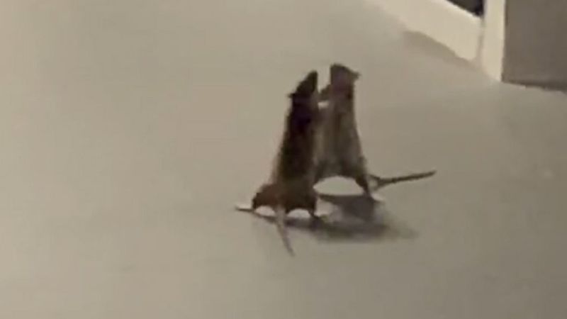 szczury walczą