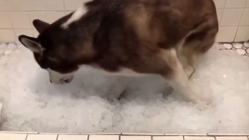 Husky w wannie pełnej lodu