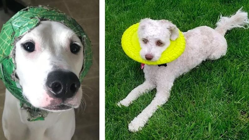 22 zdjęcia, które udowadniają, że psy mają swoją własną logikę
