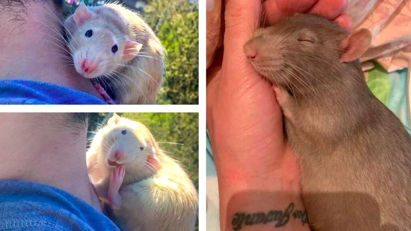 20 przesłodkich szczurów, przez które rozpływamy się z rozkoszy