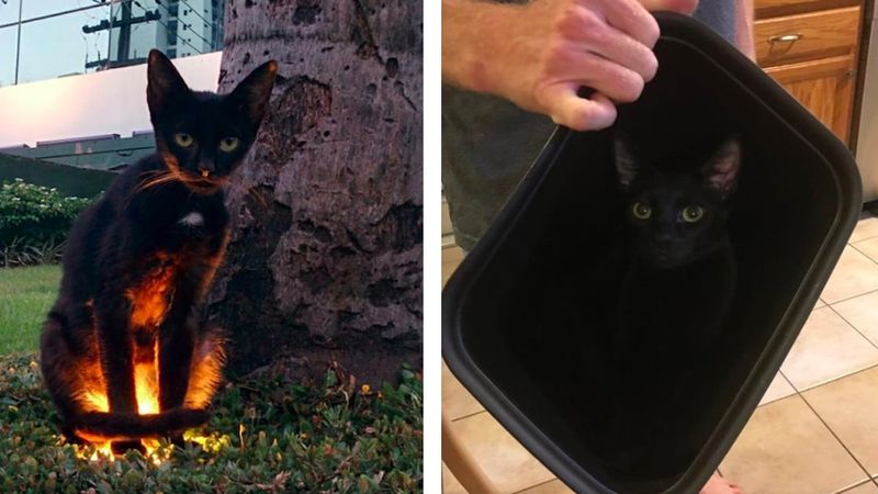 17 zdjęć, które pokazują, że nic nie jest takie samo, gdy w domu zamieszka czarny kot