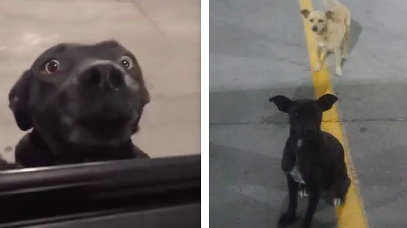 Bezdomny pies na parkingu zaczepiał ludzi i błagał o pomoc. Okazało się, że skrywał tajemnicę