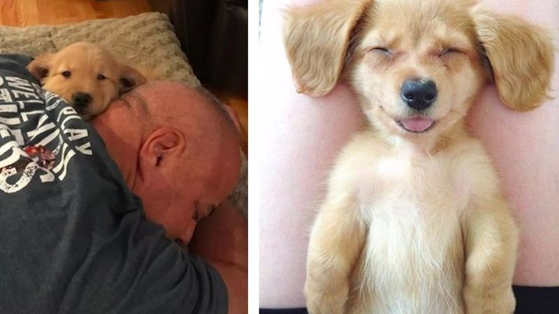19 zdjęć, które przekonają chyba każdego do adopcji psiaka