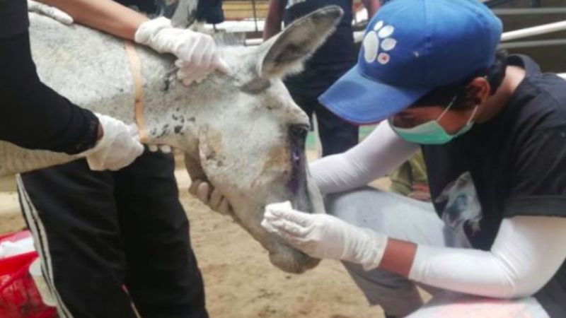 Znaleziono konającego osła. Torturowany zwierzak to ofiara gry politycznej