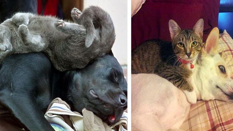 21 kotów, które nadały nowego znaczenia wyrażeniu „psie posłanie”