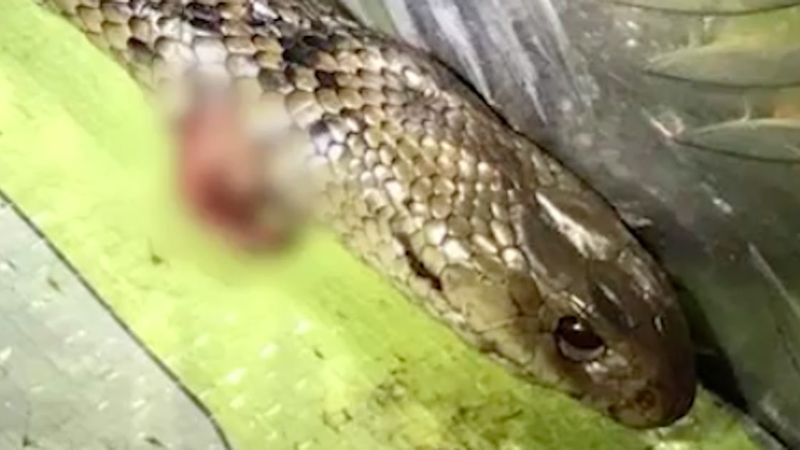 Mężczyzna został zaatakowany przez śmiertelnie jadowitego węża podczas jazdy samochodem