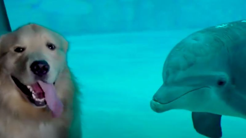 Słynny golden retriever spędził dzień z delfinami w akwarium. Wideo podbija sieć