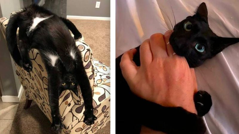 17 zdjęć, które pokazują jak zmienia się życie, gdy w domu pojawia się kot