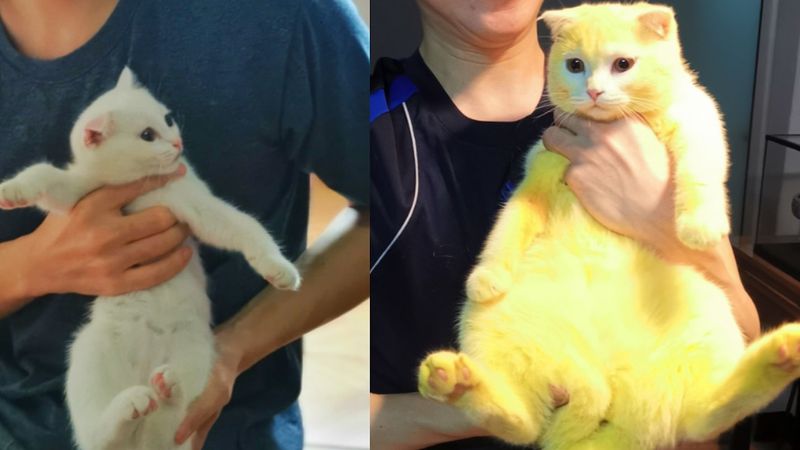 Nietypowa metoda lecznicza spowodowała, że sierść kota zmieniła kolor na żółty