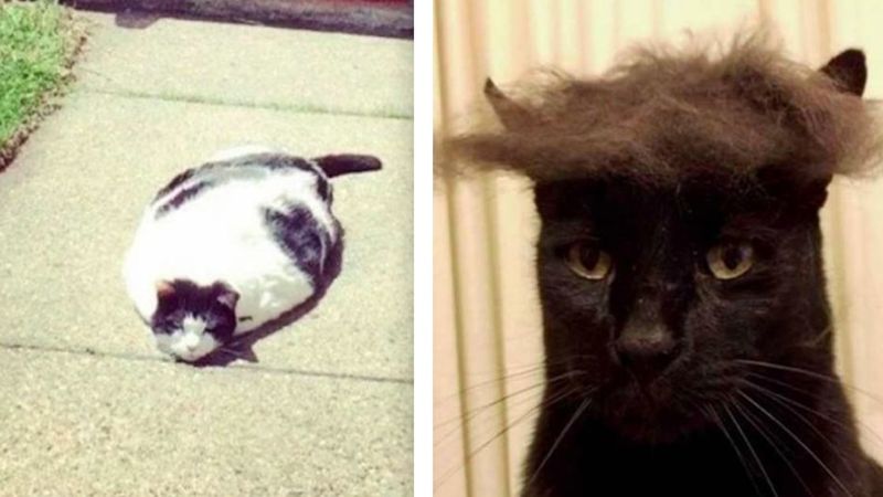 30 śmiesznych fotek, które pokazują, że koty to stworzenia z innej planety