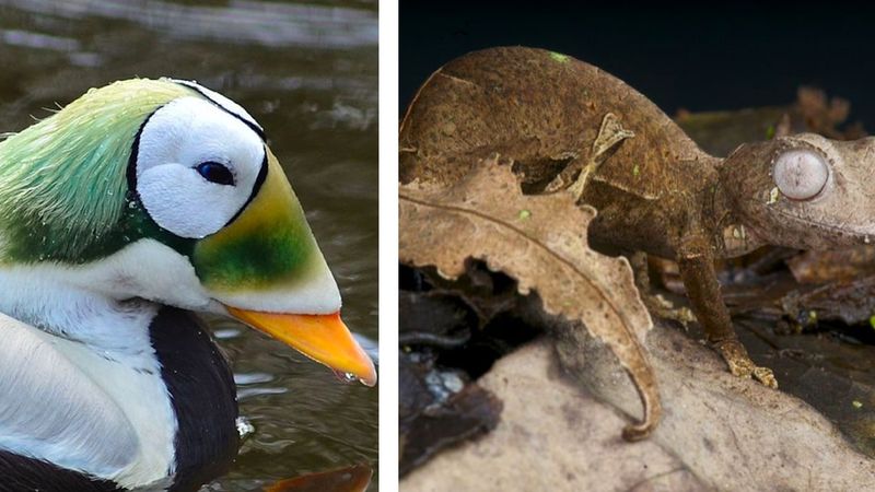 29 zwierząt, które natura stworzyła w pośpiechu. Wyglądają, jakby były niedokończone