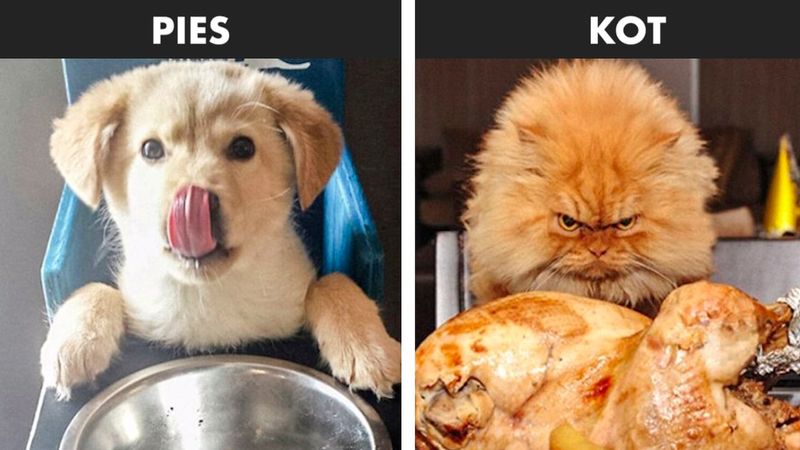 13 zdjęć, które są dowodem na to, że psy i koty pochodzą z dwóch różnych światów