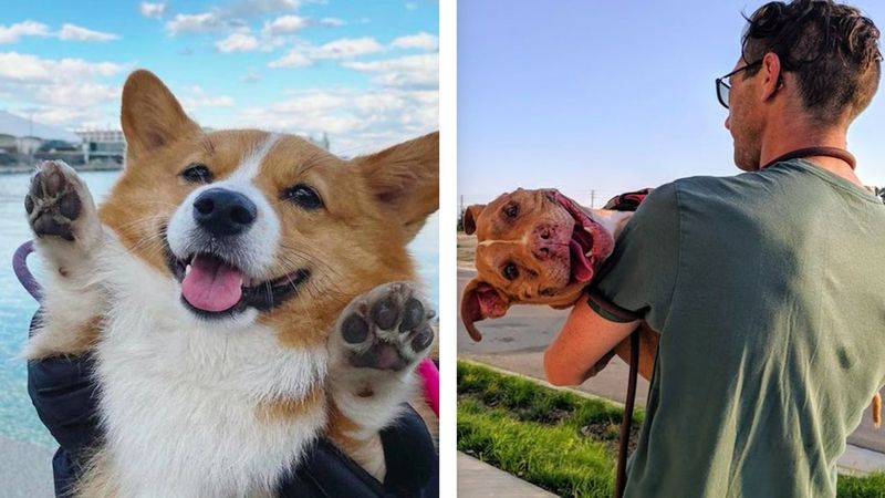 20 zwierzaków, które pokazują, jak wygląda prawdziwe szczęście