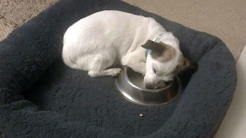 Uratowany pies co noc zasypia wtulony w swoją własną miskę