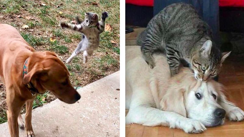 40 przekomicznych kotów, które uwielbiają dręczyć swoich psich kompanów