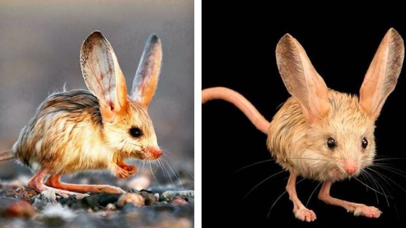 Zwierzak, który wygląda jak mieszanka myszy, królika i kangura. Grasuje głównie nocą