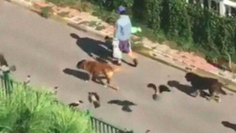 Mężczyzna prowadzi paradę zwierząt na ulicy. „Traktowały go jak dziwnego bożka”