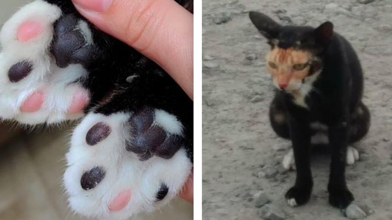 16 niezwykłych kotów, którym Matka Natura nadała niepowtarzalny wygląd