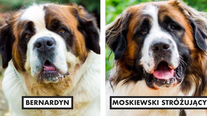11 myląco podobnych ras psów. Nawet najwięksi znawcy mogą je pomylić