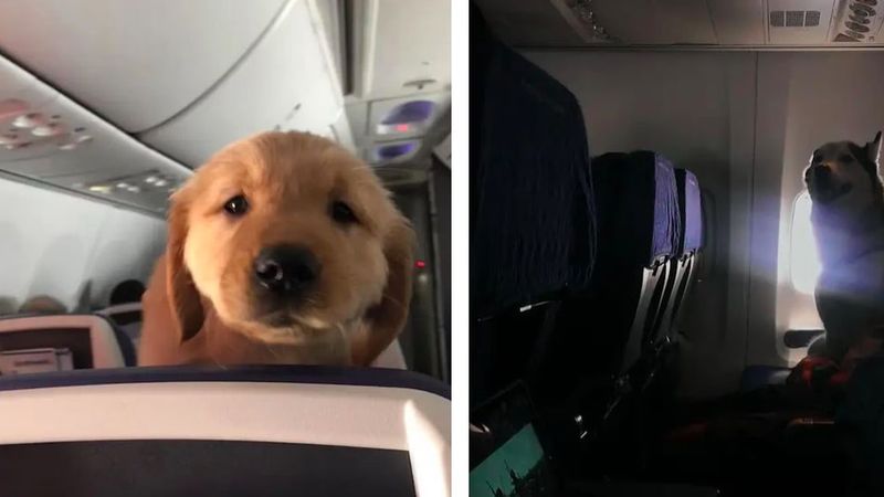 20 powodów, dla których psy nie powinny być wpuszczane na pokład samolotu