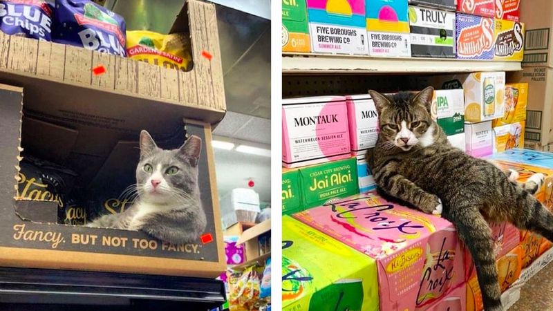 30 sklepów, w których władzę przejęły koty