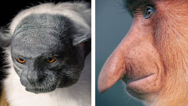 14 zdjęć fotografa, który przemierzył świat, aby sfotografować zwierzęta zagrożone wyginięciem