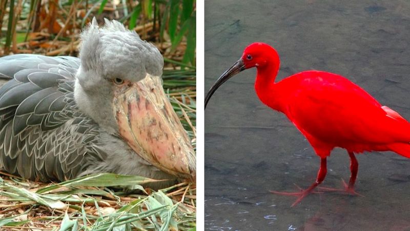 20 egzotycznych ptaków, które wyglądają jak z innej planety