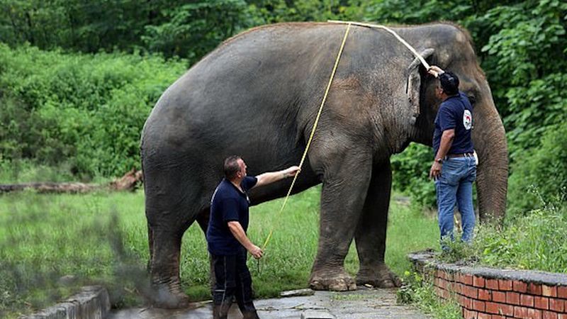 Po 35 latach w niewoli najbardziej samotny słoń świata opuszcza zoo