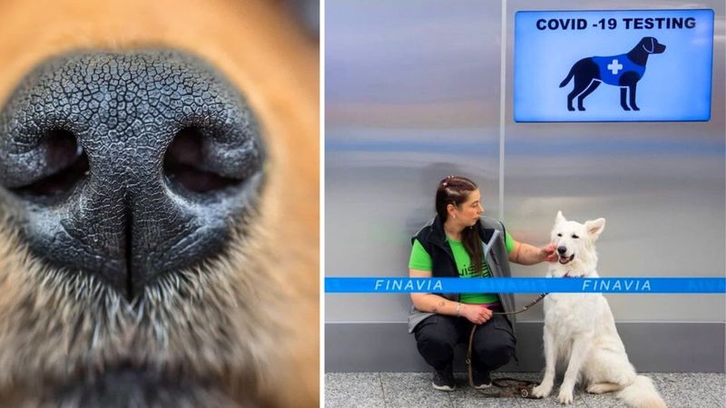 Lotnisko używa psów do wykrywania koronawirusa u pasażerów. Bez pobierania krwi i wymazów!