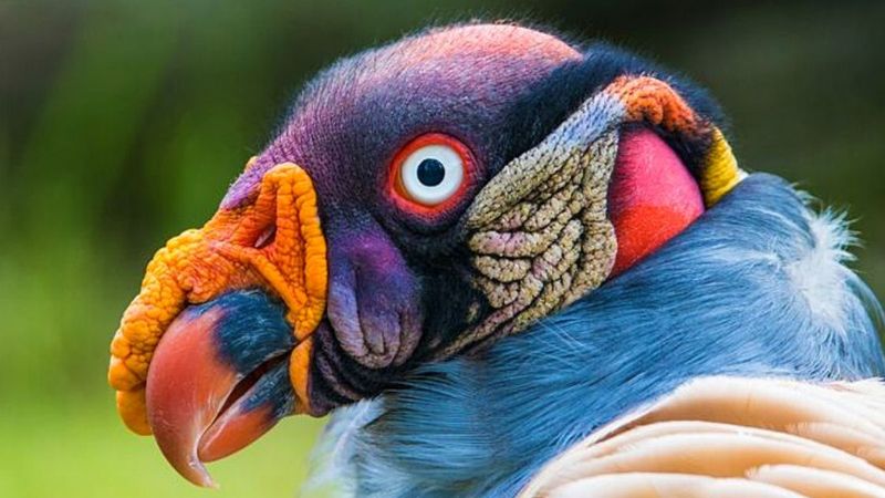 13 egzotycznych ptaków, które wyglądają jak kosmici. Ciężko uwierzyć, że istnieją naprawdę!