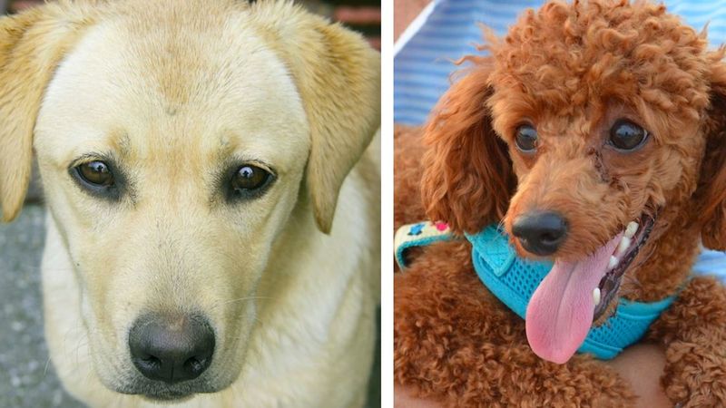 10 ras psów, które są idealne dla rodzin z dziećmi