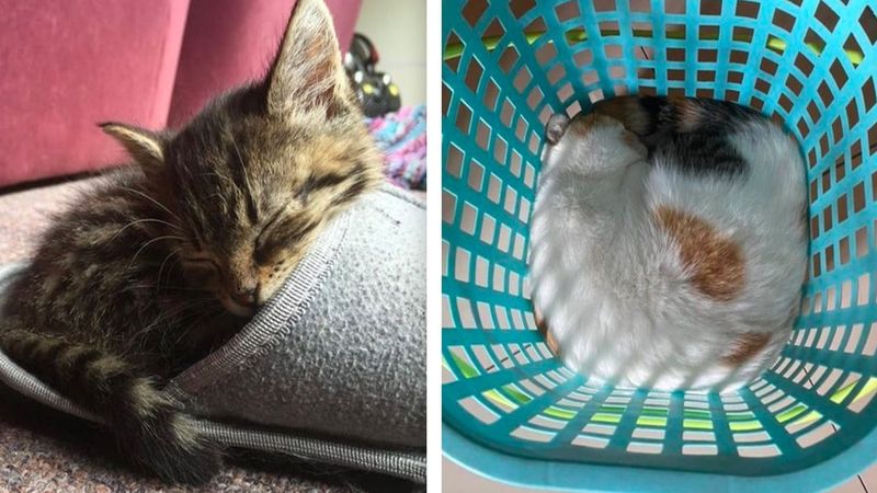 23 zdjęcia, które dowodzą, że kupowanie legowiska dla kota to bezsensowny pomysł