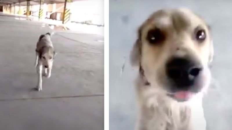 Pies, który zaginął na wiele miesięcy płacze, gdy jego tata w końcu go odnajduje