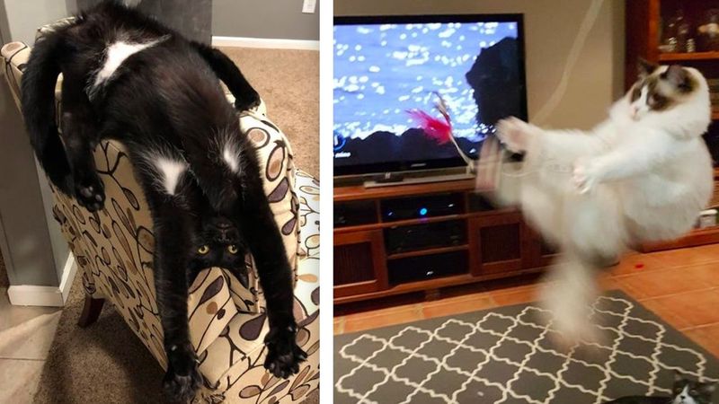 20 zdjęć, które udowadniają, że słowo „nuda” nie istnieje, jeśli masz kota przy swoim boku