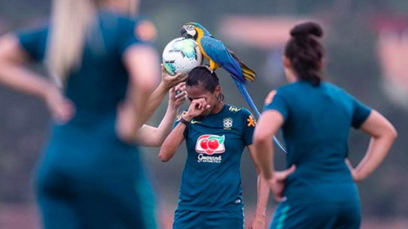 Brawurowa papuga przerywa mecz piłkarski i ląduje na głowie jednego z zawodników