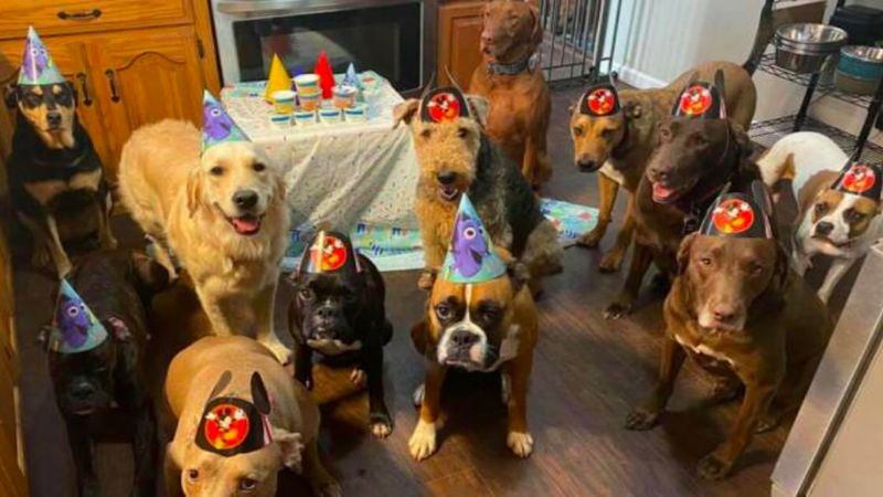 Paczka psich przyjaciół świętuje najbardziej epickie urodziny kiedykolwiek