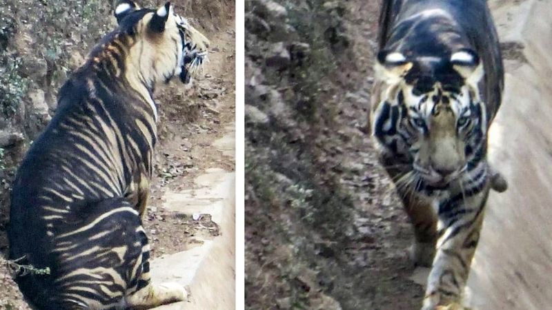 Zauważono super-rzadkiego czarnego tygrysa. Na świecie jest takich tylko 8
