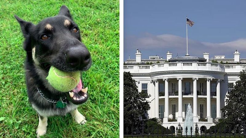 Po raz pierwszy w Białym Domu zamieszka pies ze schroniska. Poznajcie Majora