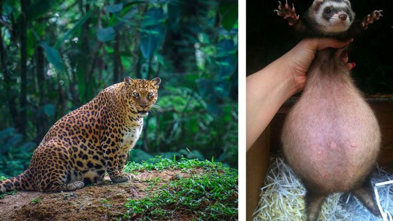 15 zdjęć, które pokazują, jak wyglądają różne zwierzaki w ciąży