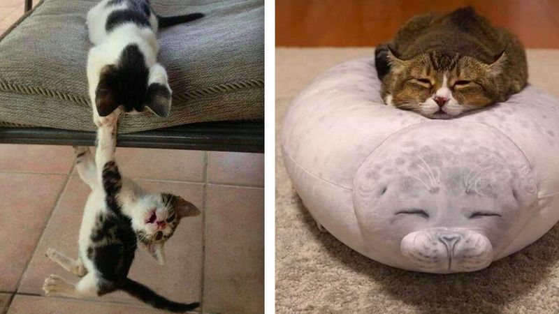20 zdjęć, które dowodzą, że mieszkanie z kociakiem oznacza niekończącą się frajdę