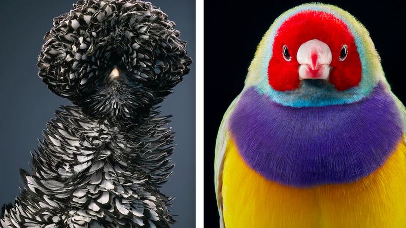 25 niesamowitych ptaków, którym grozi wyginięcie