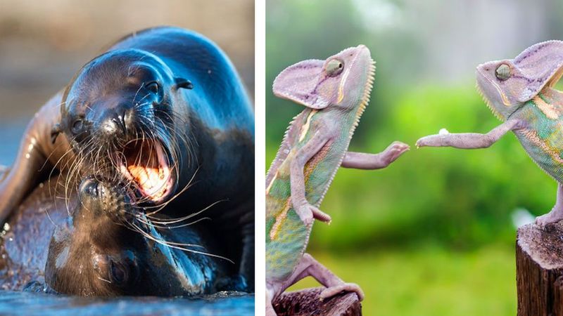 20 intrygujących scenek z życia dzikich zwierząt