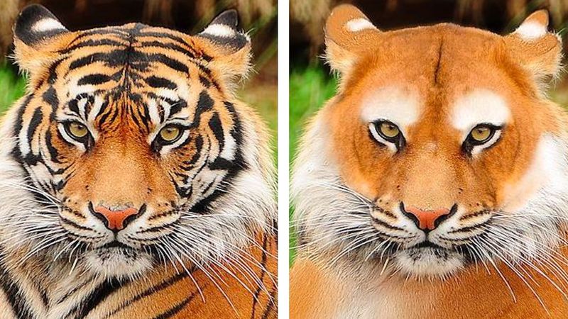 20 zdjęć, które pokazują, jak wyglądałyby zwierzaki bez swoich kultowych wzorów