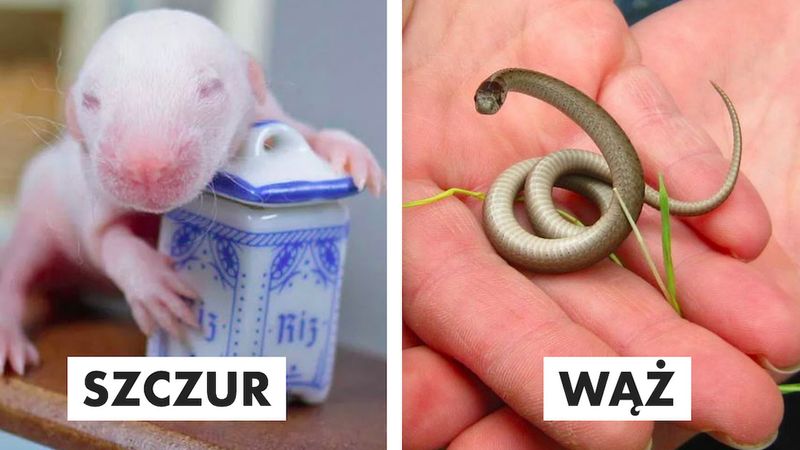 24 zdjęcia, które pokazują, jak wyglądają różne zwierzaki, gdy są małe