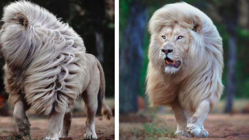 Fotograf uwiecznił niezwykłe piękno białego lwa – 17 zdjęć, które zapierają dech