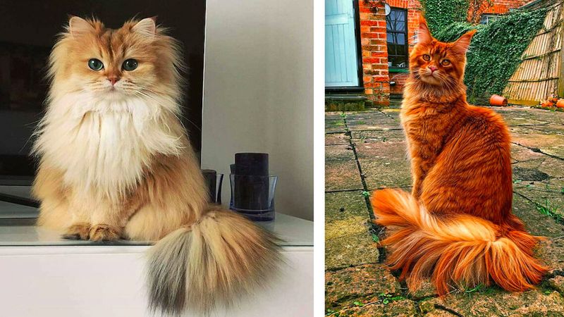 35 kotów, które są piękniejsze niż niejedna topmodelka