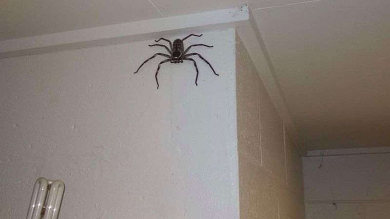 W domu pojawił się gigantyczny pająk. Zamiast wezwać pomoc zrobili coś niestandardowego