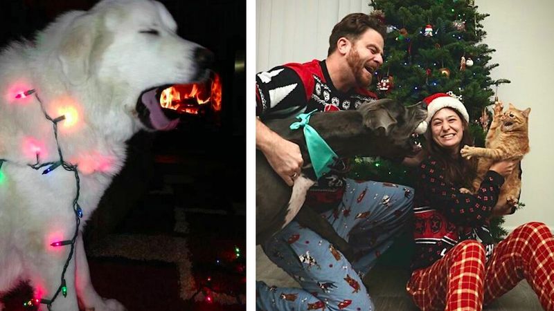 30 psiaków, którym udało się sknocić świąteczne rodzinne zdjęcia